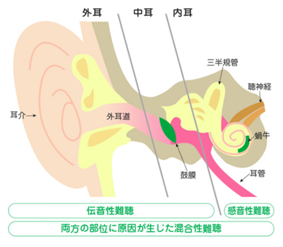 図｜耳の構造と役割